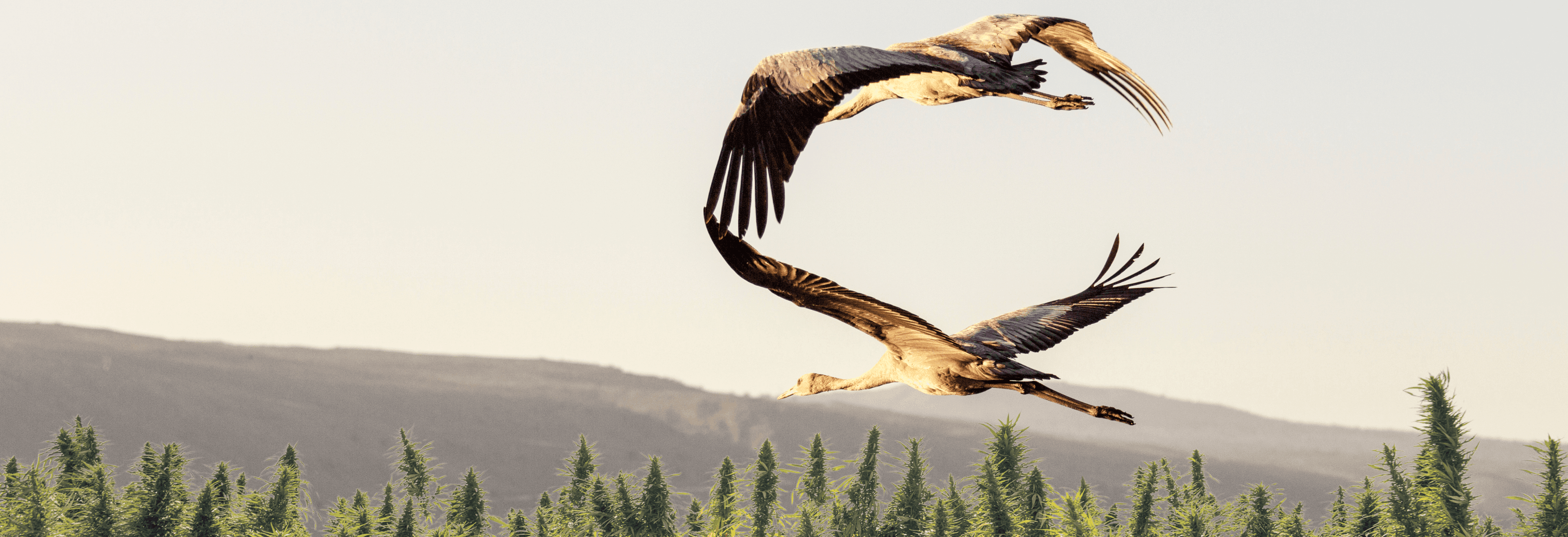 Zwei Kraniche fliegen über eine grüne Landschaft