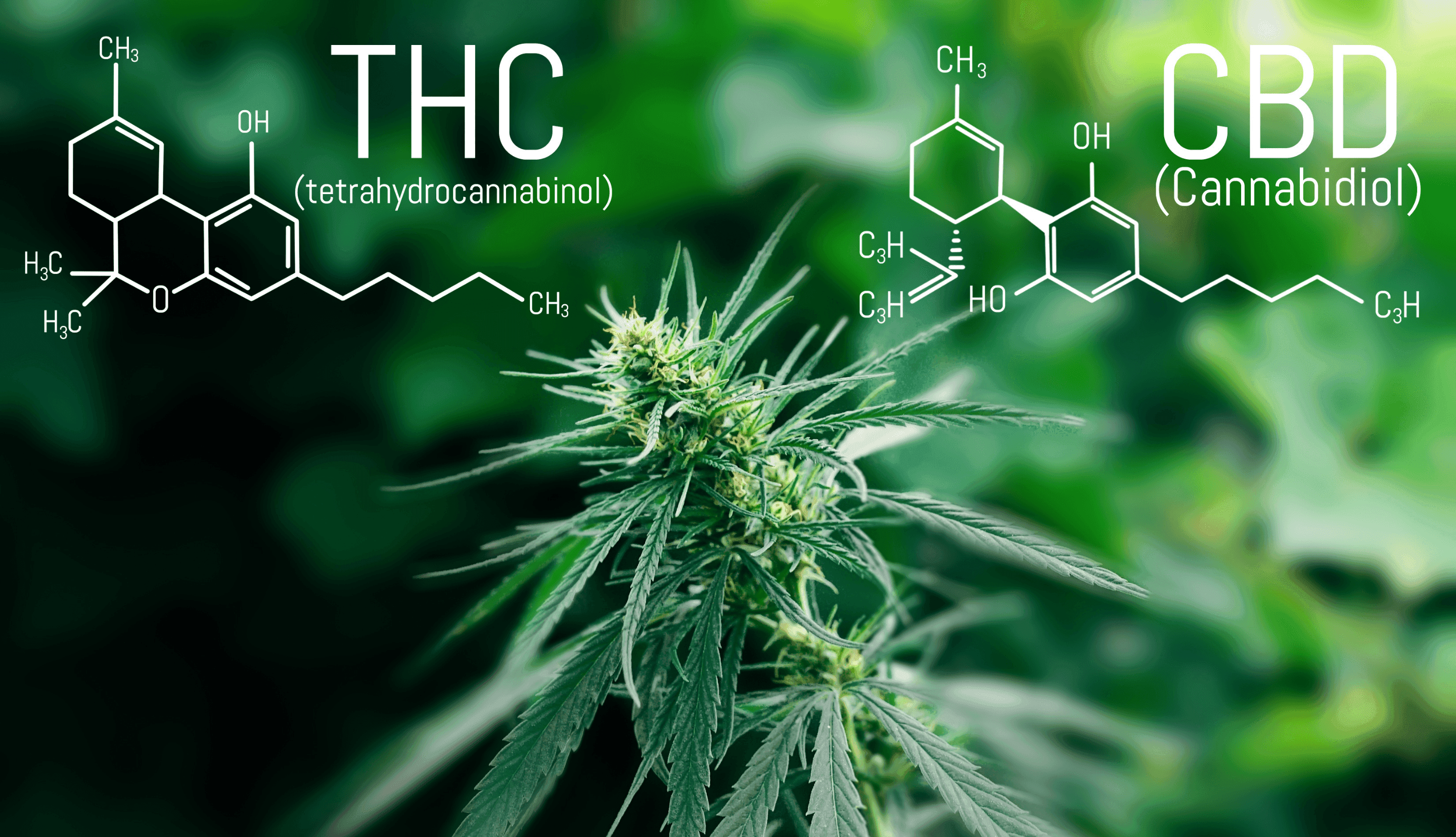 Strukturformeln von THC und CBD auf einer Hanfpflanze